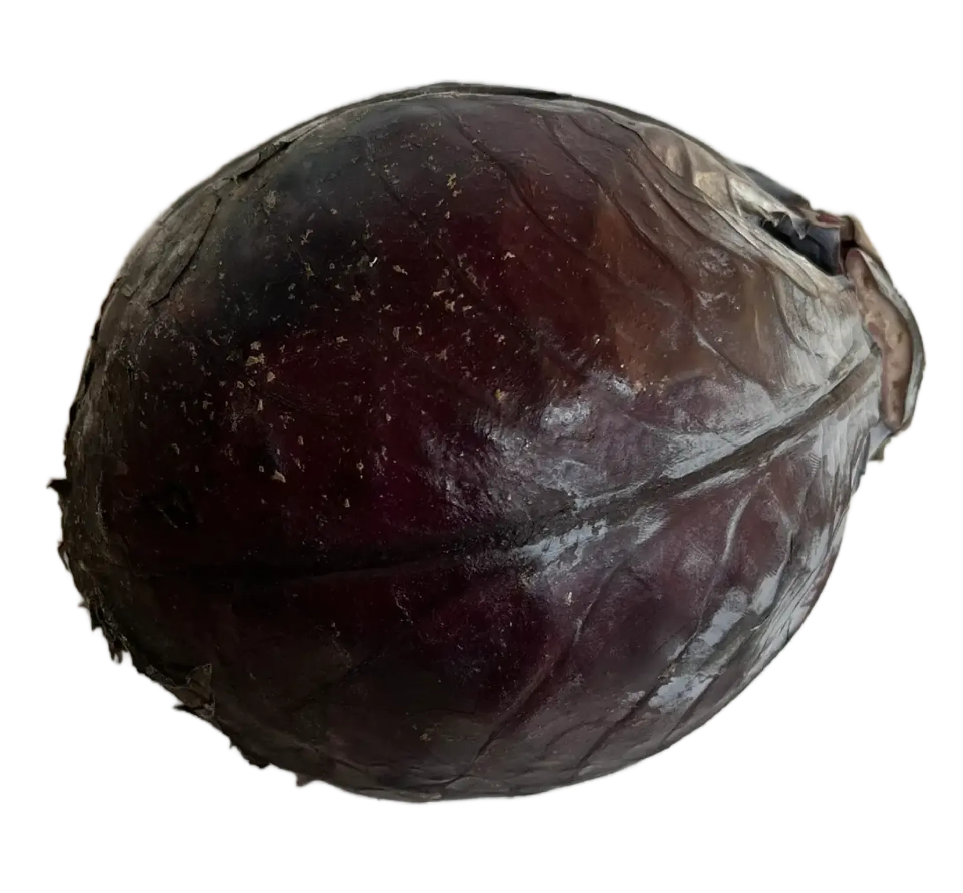 Kapusta czerwona